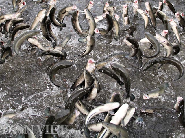 du-lich-cong-dong-con-son