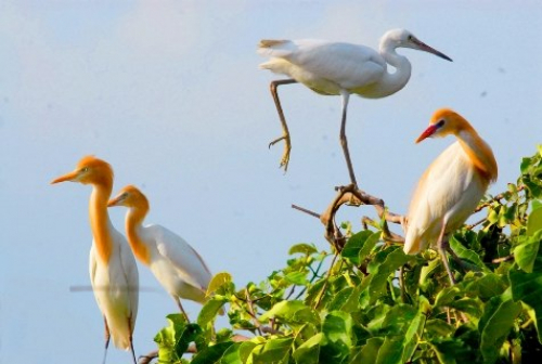 Lăng Mộ Thủ Khoa Bùi Hữu Nghĩa - Vườn Cò Bằng Lăng